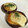 きーびちゃん's cooksnap of when they made 椎茸のマヨ味噌焼き.