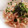 ♡☆あずさ☆♡'s cooksnap of when they made めちゃ簡単！たらこと柚子胡椒のうどん.