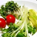 SP♪'s cooksnap of when they made スプラウトdeサラダ.