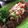 ykoji's cooksnap of when they made ビナグレッチVinagrete★ブラジル.