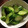 たかのみこ's cooksnap of when they made 焼肉屋さん風、きゅうりの浅漬け.