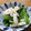 ☆yumipon☆'s cooksnap of when they made 小松菜と長芋おひたし.