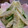 ももりん818's cooksnap of when they made 簡単！旬☆たけのこの酢の物.