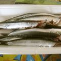 田舎の長男's cooksnap of when they made 簡単☆こいわしのさばき方.