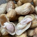 AKO SAIKI's cooksnap of when they made 圧力鍋で作る　ゆで落花生.