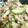 Ryuki036's cooksnap of when they made 水菜と豚肉の炒め物.