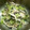 ぷちふーる's cooksnap of when they made 蒸し鶏ときゅうりの塩こんぶ和え.