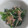 tamago大好き's cooksnap of when they made 定番☆ホウレンソウのツナ和え.