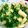 mayumuni's cooksnap of when they made ほうれん草と三つ葉のおひたし☆.