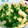 mayumuni's cooksnap of when they made ほうれん草と三つ葉のおひたし☆.