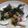 casa403's cooksnap of when they made ほうれん草とサバの炒め物.