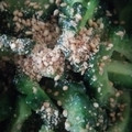 おっちょこめぐ's cooksnap of when they made おうち居酒屋☆簡単ゴーヤの胡麻和え.