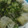 稟子の台所's cooksnap of when they made 揚げ餅おろし蕎麦♪.