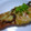 バカらなマキコ's cooksnap of when they made 鮭のオイマヨミソチー焼き☆.