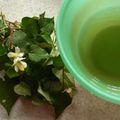 ほもい's cooksnap of when they made ドクダミ茶.