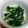 しょうがチューブ's cooksnap of when they made 。椎茸゜。小松菜゜。新生姜゜酢の物.