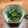 mikoたんたん's cooksnap of when they made ほうれん草の胡麻和え.