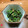 mikoたんたん's cooksnap of when they made ほうれん草の胡麻和え.