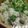 ぴっちい's cooksnap of when they made 簡単！上品味の牡蠣ご飯.
