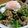 ワンピ's cooksnap of when they made 食欲のない夏にピッタリ！甘辛☆スタミナ丼.