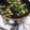 hozunyam's cooksnap of when they made ねぎと磯のりのお味噌汁.
