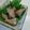 りんばたまま's cooksnap of when they made かつおしぐれ煮.