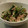 akico55555's cooksnap of when they made いんげんとツナの簡単！ゴマ和え.