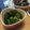 ともぱんたから's cooksnap of when they made 簡単！麺つゆで本格キュウリの浅漬け♪.