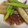 どんぐりぱん's cooksnap of when they made 簡単！もう一つの焼きなす♬.