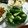 こあらなお's cooksnap of when they made きゅうりのわさび漬け.