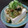 kookuro's cooksnap of when they made 夏の定番！山形のだしをしょうゆ麹で.