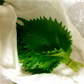 jiin's cooksnap of when they made 大葉を長持ちさせる冷蔵保存方法❀✿.