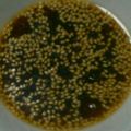 ち☆あmama's cooksnap of when they made チヂミのタレ～(⌒‐⌒).