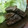 ﾏﾃｨｺ's cooksnap of when they made 簡単和風ステーキソース.