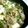 HAL☆mama's cooksnap of when they made 豚きのこ丼.
