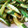 ペコポコ15's cooksnap of when they made 簡単！きゅうり炒め.