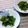 三毛猫ちこ's cooksnap of when they made ほうれん草の練り胡麻和え.