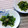 三毛猫ちこ's cooksnap of when they made ほうれん草の練り胡麻和え.