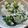 ちゃみ's cooksnap of when they made わかめご飯を塩麹で。.