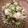 arimiena's cooksnap of when they made 茄子とキュウリのみょうが胡麻和え.