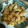 いしゅちゃん's cooksnap of when they made 豚キャベのさっぱり♪トマト生姜炒め☆.