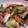 otaka3's cooksnap of when they made スパムとレタスのさっぱり炒め.