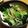 こっぷぽ～ん's cooksnap of when they made 小松菜ともやし＠塩昆布でナムル風.