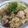 takapoda's cooksnap of when they made 炊飯器で作る簡単たこ飯.