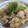 takapoda's cooksnap of when they made 炊飯器で作る簡単たこ飯.