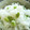 ふちこさんさん's cooksnap of when they made 簡単♪枝豆ごはん.