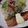 ノリ★'s cooksnap of when they made 簡単マヨソースで鮭のムニエル.