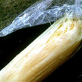 kam嫁's cooksnap of when they made レンジで簡単☆とうもろこしの茹で方.