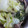 ｧｫｨ's cooksnap of when they made 白菜とネギのすき焼き味煮.