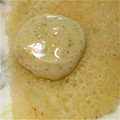 Elly’s's cooksnap of when they made ごまきなこの和＊デザート.
